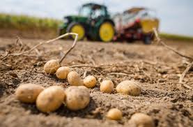 Meist ist am zustand des kartoffelkrautes zu erkennen, wann die erntezeit gekommen ist. Kartoffel Ernte Wegen Durre Sommer Um Fast Ein Viertel Gesunken Der Spiegel