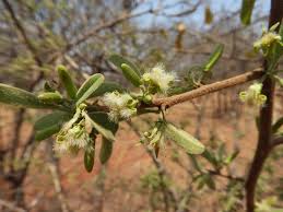 Image result for Ximenia afra