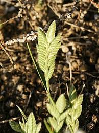 Image result for Halopyrum mucronatum