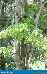 Image result for Pericopsis