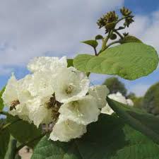 Image result for Cordia africana
