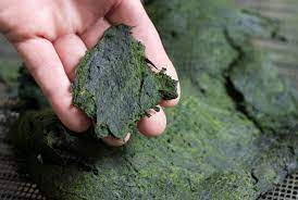 Maybe you would like to learn more about one of these? In New System Algae Cleans Water Then Transforms Into Organic Fertilizer