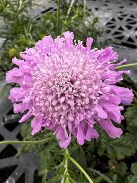 Image result for Scabiosa