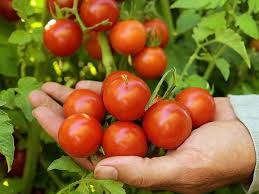 Outstanding production, large cherry size fruit more like a small plum. Tomatoes Cherry Grape