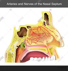 Protruding prominently from the face, the nose serves as a vent for air exchange. Nasal Cavity Nasal Vector Photo Free Trial Bigstock