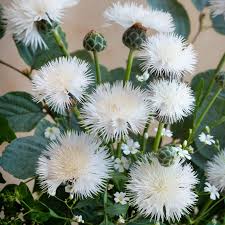 Image result for Centaurea