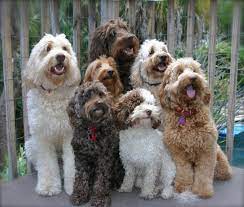 The size of the labradoodle depends on the size of. Tampa Bay Australian Labradoodles