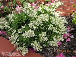Image result for Pieris japonský debutante obrázek