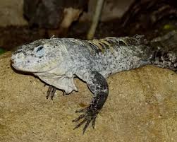 Image result for Tectaria camerooniana