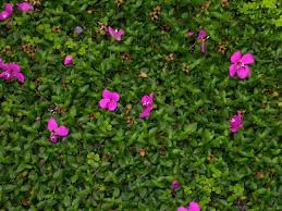 Image result for Heterocentron