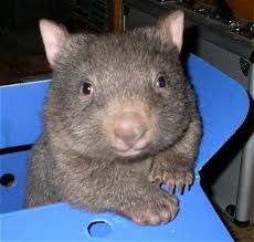 Interview N R Walker Red Dirt Heart 3 Blogtour Pridepromo Cute Wombat Wombat Pictures Baby Wombat