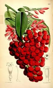 Image result for Cestrum elegans