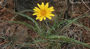 Image result for Disperis virginalis