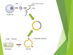 Check spelling or type a new query. Transgenic Organisms What Is A Transgenic Organism Transgenic