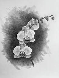 Orchid By Bill Finewood Orchid Drawing Flower Drawing Pencil Drawings Of Flowers