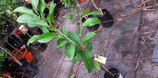 Bulleen Art Garden Page 5 Of 31 Sapote Black Sapote Garden