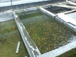 Warna Air Pada Kolam Ikan Nelayan
