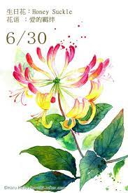 每日一花6 30 haru hello watercolor landscape paintings flower drawing watercolor plants