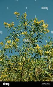 Image result for Nicotiana glauca