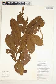 Image result for Combretum pisoniiflorum