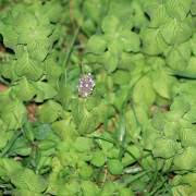 Image result for Coleus cylindraceus