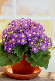 Image result for Cineraria