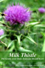 Milk Thistle Benefits The Gentle Liver Tonic Everyone Should Know Milk Thistle Benefits Milk Thistle Liver Tonic