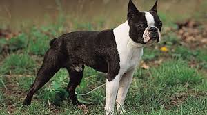 Image result for boston terrier