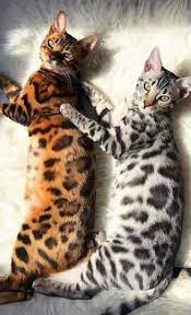 Idee Von Tony Eight Auf Cats Baby Katzen Tiere Suesse Tiere