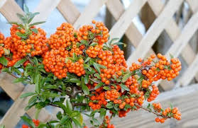 Ates Dikeni Bitkisi Ates Dikeni Her Mevsim Yesil Kalabilen Seyrek Dikenli Bir Cali Turudur Bu Bitki Tavsan Elmasi K Plants Winter Garden Blooming Plants