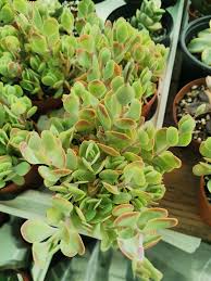 Image result for Kalanchoe rotundifolia