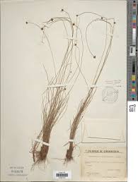 Image result for Ascolepis capensis