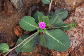 Image result for Lophiocarpaceae