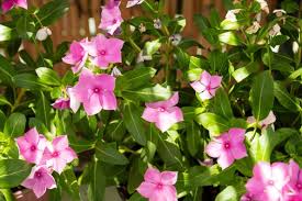 Image result for Catharanthus roseus