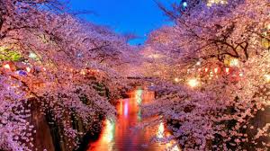 Looking for the best japanese cherry blossom wallpaper? Zen Japanese Cherry Blossom Wallpapers Top Free Zen Japanese Cherry Blossom Backgrounds Wallpaperaccess