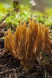 Image result for Ramaria stricta