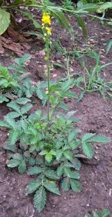 Image result for foto moud Forsterův