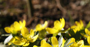 Winterlinge Erfolgreich Vermehren Pflanzen Bepflanzung Garten