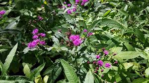 Image result for Vernonia jelfiae