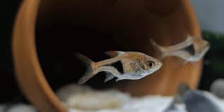 The 20 Best Community Fish For A Social Freshwater Aquarium Aquanswers In 2021 Freshwater Aquarium Small Fish Tanks Pet Fish