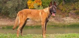 Yetişkinlik döneminde günde iki öğün beslenmeleri tavsiye edilir. Belcika Malinois Cinsi Kopek Bakimi Ve Ozellikleri