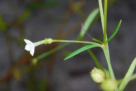 Image result for Oldenlandia lancifolia