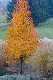 Country Gardener Chanticleer Pear All A Glow Flowering Pear Tree Ornamental Pear Tree Garden Trees