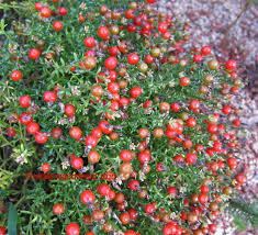 Image result for Chironia