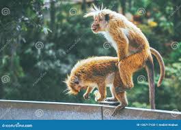 Monkeys during Copulation. a Couple of Macaques are Having Sex in the  Middle of a Green Forest Stock Photo - Image of forest, background:  136717132