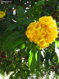 Image result for Tecoma