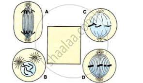 Check spelling or type a new query. Shown Below Are Four Stages A B C D Not In Sequence Of A Certain Kind Of Cell Division Biology Shaalaa Com