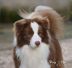Pin On My Border Collie Story Rex Kennel From Italy