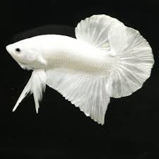 A wide variety of white betta sale options are available to you, such as material, feature, and aquarium & accessory type. Platinum White Halfmoon Plakat Betta Pre Order