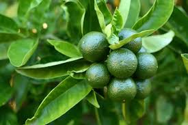 Image result for Limeum aethiopicum